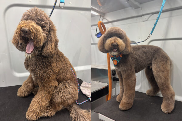 Doogle Hair Cut