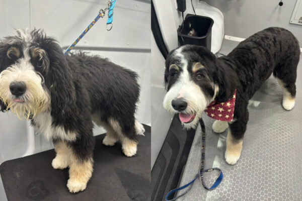 Bernadoodle before and after haircut