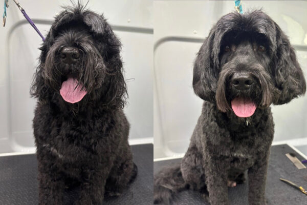 Black Doodle with Hair Cut