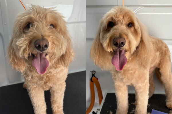 golden_doodle