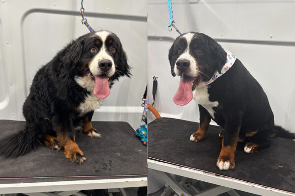 mountain_dog
